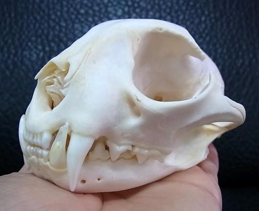 即納☆ ボブキャットの頭骨（Lサイズ） - 頭骨・骨格標本・剥製販売