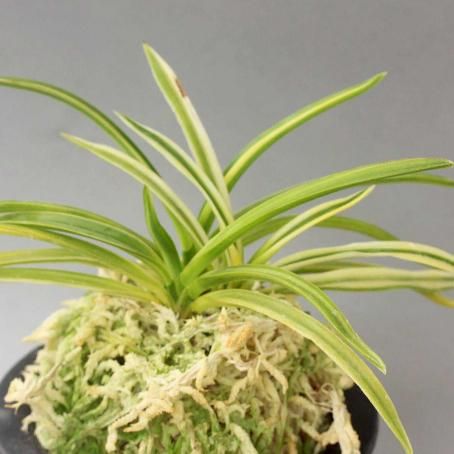 富貴蘭 出雲錦 (25a30) - 「中越植物園オンラインショップ」