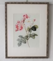 ルドゥテのバラのフレーム額絵、シシリーメアリーバーカーのフラワー