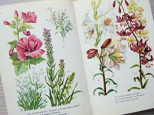 FLEURS DE JARDEN | フランスの庭の花図鑑 - 外国の古くてかわいい絵本