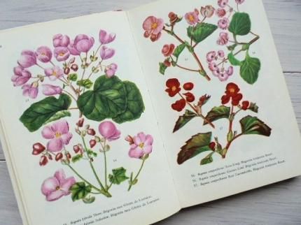 PLANTES D'APPARTEMENT | 室内植物図鑑/フランス - 外国の古くて