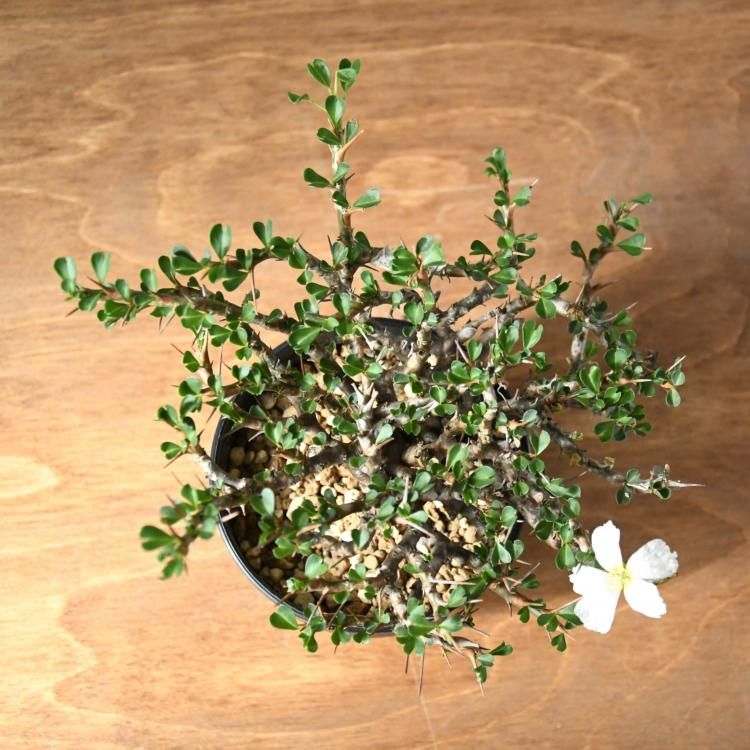 U031 厳選超美形展開株！サルコカウロン バンデリエティアエ現地球