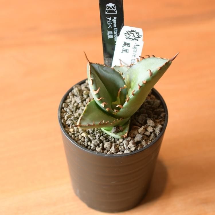 アガベ チタノタ 鳳凰 台湾berlin産 子株2 - 観葉植物・生花・ドライ