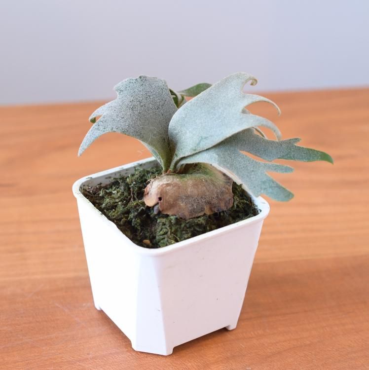 ビカクシダ ウィリンキー バクテリア spore 2 - 観葉植物・生花