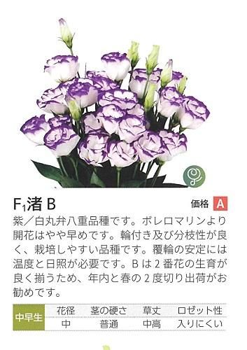 渚B - オガワのタネ オンラインショップ