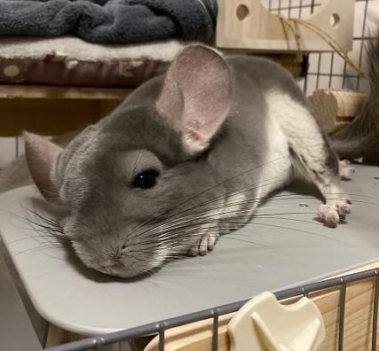 チンチラ専用のクーラー（冷暖房器）PC－200 - ペット専用の