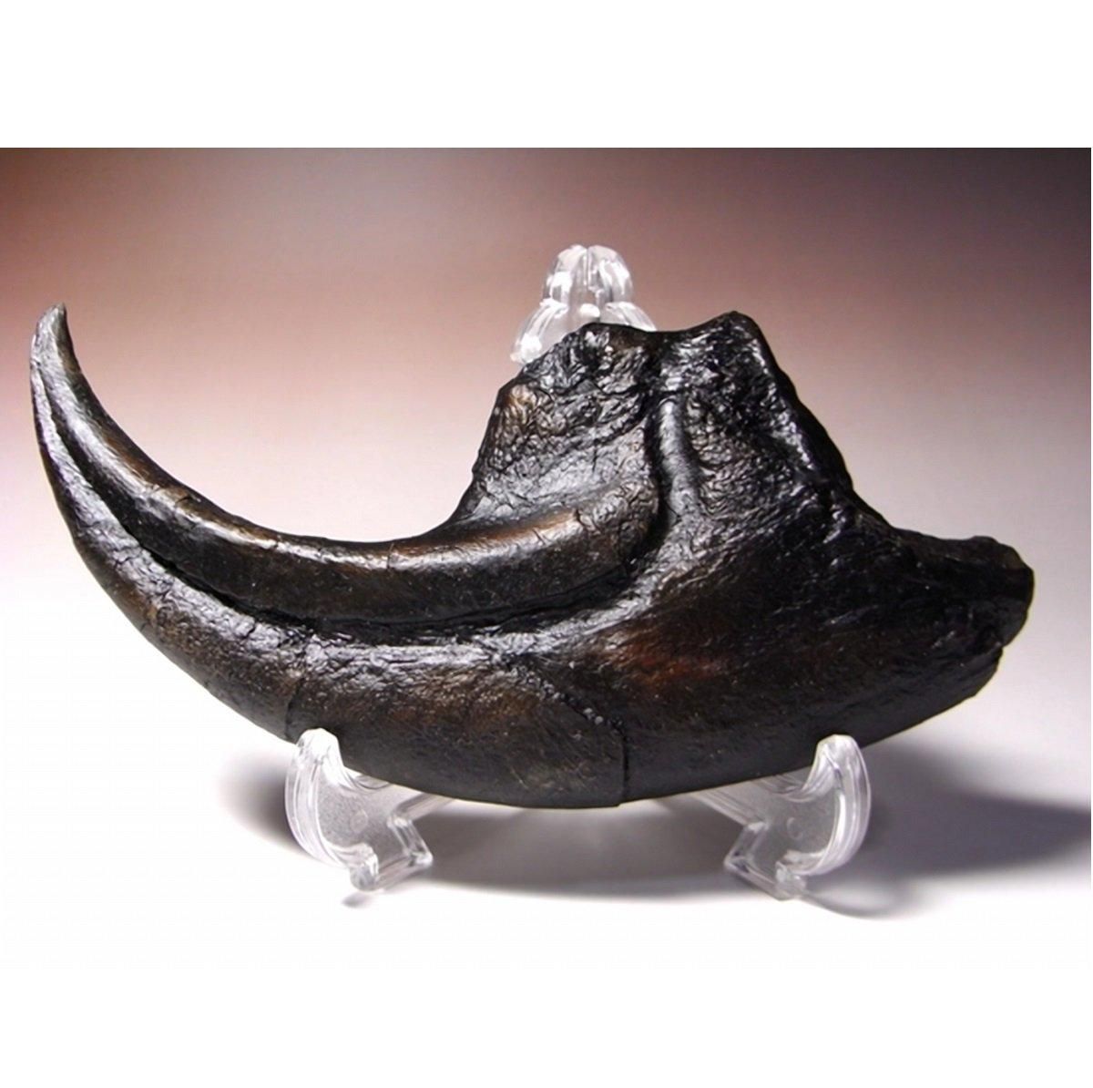 アロサウルスの巨大かぎ爪のレプリカ