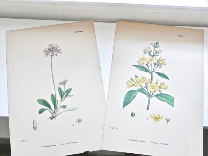 ヴィンテージ チェコ 植物画 ボタニカルアート イラスト 図鑑 ポスター