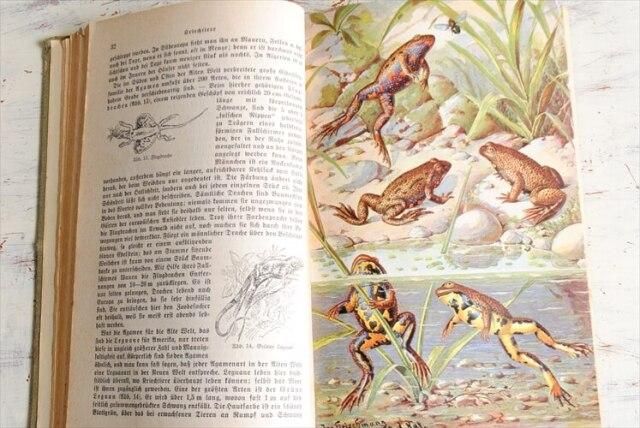 アンティークドイツ製動物図鑑 1930年代の雰囲気