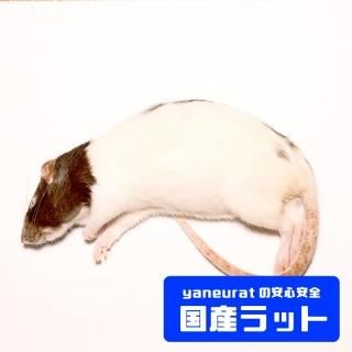 冷凍餌 - 【国産】冷凍ラット - yaneuratonline