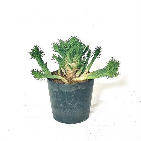 Euphorbia ramiglans ユーフォルビア ラミグランス ハイブリッド 4号