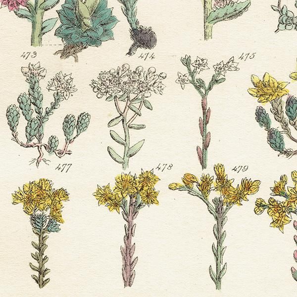 イギリス アンティーク ボタニカルアート/植物画 石版画 (John Edward