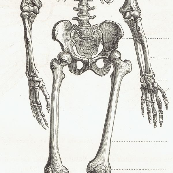 人体骨格図 解剖学 フランス アンティークプリント スケルトン 0010