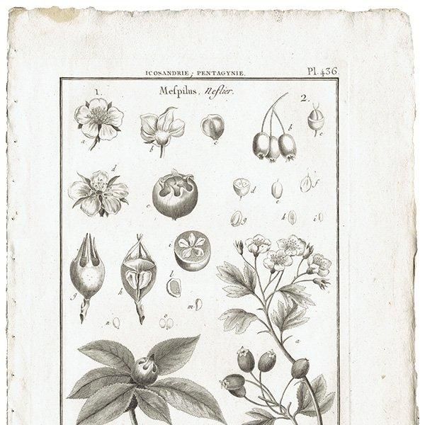 アンデルセン 詩と植物画 画集「und eine e Blume」 アンデルセン 詩と