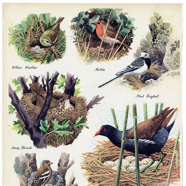 BRITISH BIRDS & THEIR NESTS 英国の鳥とその巣 1948年 イギリス
