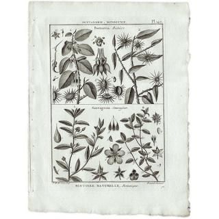 ボタニカルアート（植物画）Botanical アンティーク ヴィンテージの