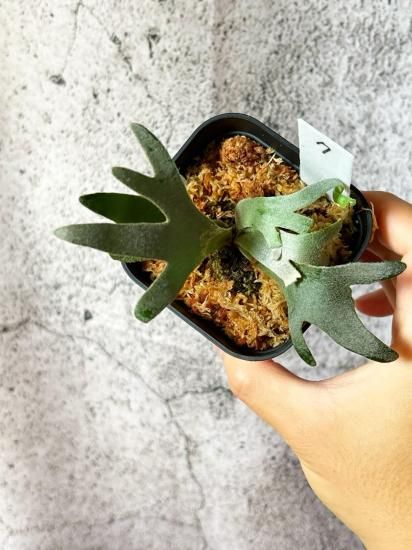 現品】ビカクシダ・ウィリンキー・ジェニー P. willinckii Jenny＃1 TC