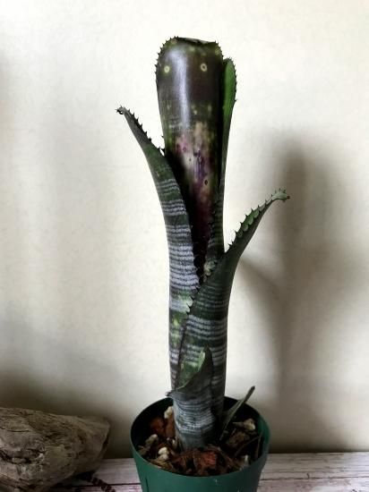 現品】ビルベルギア・ダースベーダー Billbergia Darth Verder (La