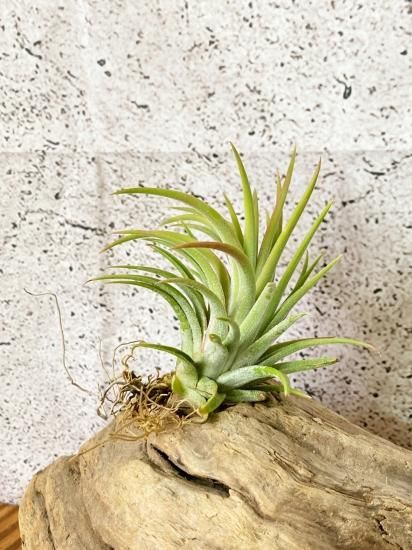 現品】チランジア・イオナンタ・ヘッジホッグ T. ionantha Hedgehog