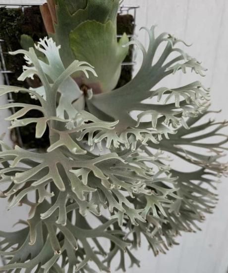 P.willinckii Nano spore ビカクシダ ビカクシダ P.willinckii Nano