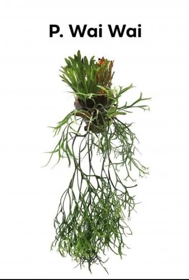 現品】ビカクシダ・コロナリウム・ワイワイ Platycerium coronarium