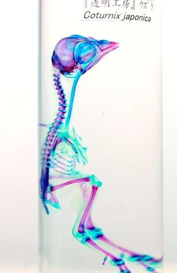 透明工房 ～生命の華～ ☆透明標本 製作・販売 学術指導☆