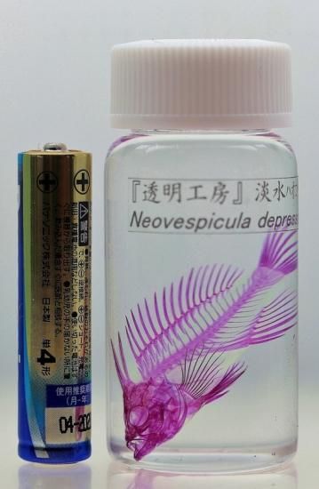 透明工房 ～生命の華～ ☆透明標本 製作・販売 学術指導☆