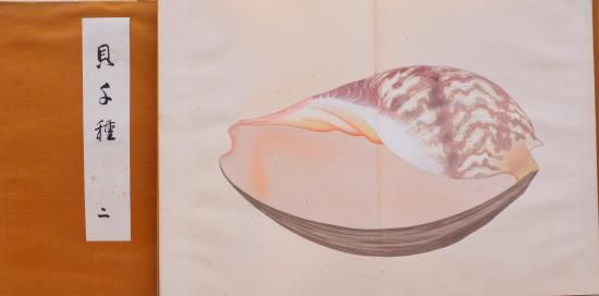 貝千種 Kai Sensyu (1000 kinds of shellfish) - 赤尾照文堂は、京都の