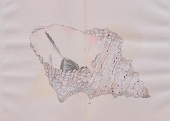 貝千種 全4冊揃い Kai Sensyu vol.1～4 Various shellfish - 赤尾照文