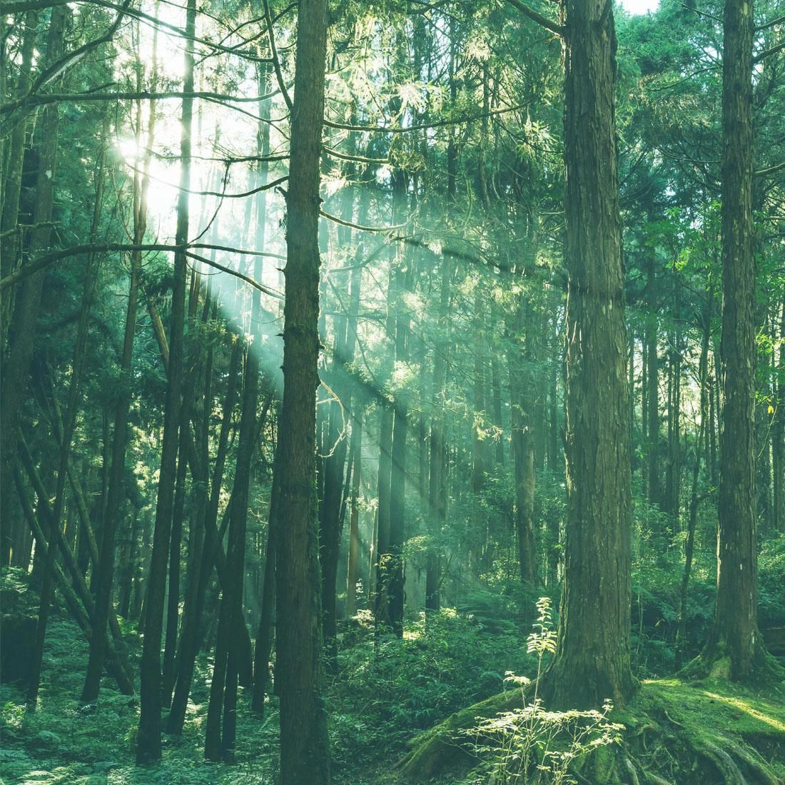 Background（1） - noom & co.