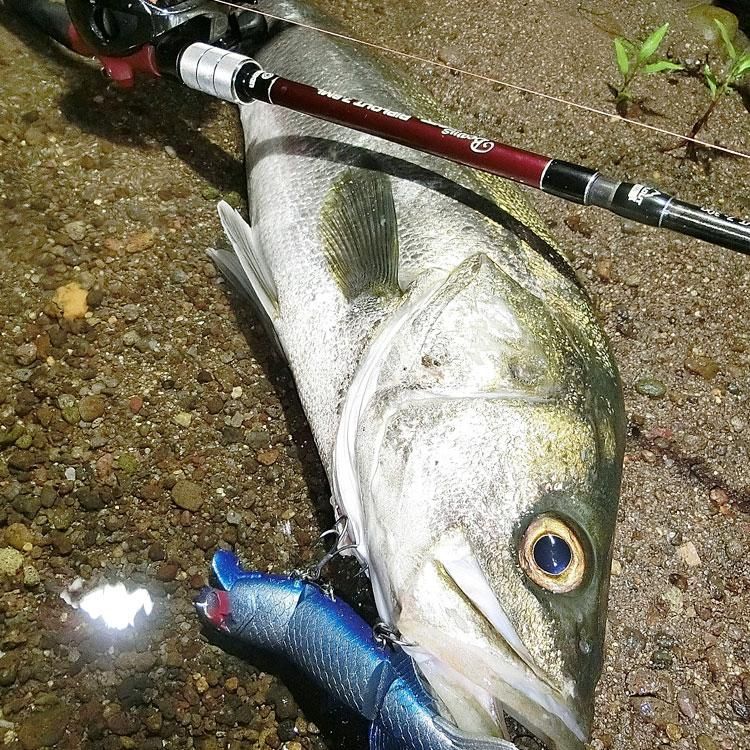 BeamsRIPLOUT 7.8ML（ビームスリプラウト）| リバーシーバスでのライト