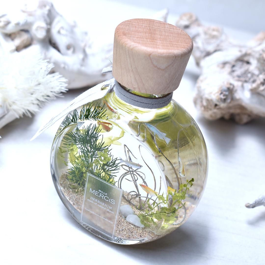 ハーバリウム】『MOTIF』めだかアクアリウム - ハーバリウム