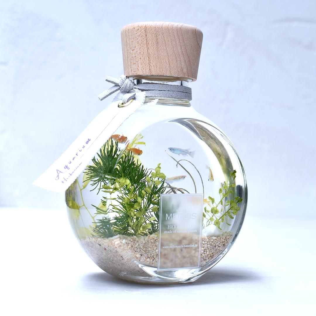 ハーバリウム】『MOTIF』めだかアクアリウム - ハーバリウム