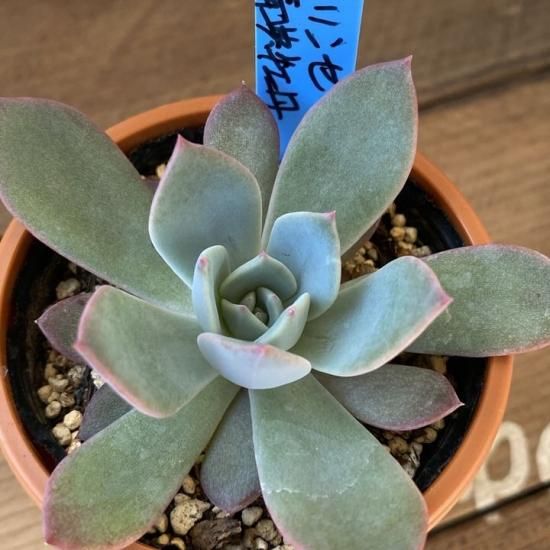 ラウリンゼ×青典牡丹 現物商品 - 多肉植物 人気の多肉植物 多種類の