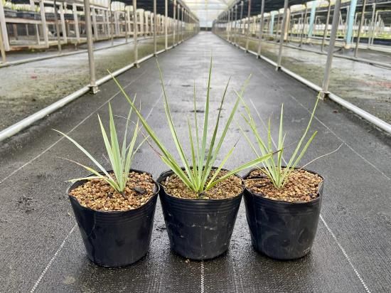 ユッカ ロストラータ 【21-171】美形 シルバーブルー 【公式通販】