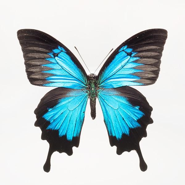昆虫標本コレクション！ オオルリアゲハ- 三宝堂オンラインショップ