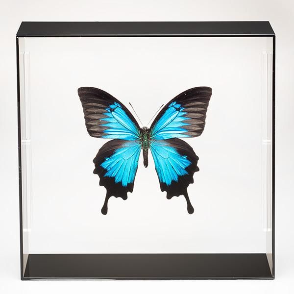 昆虫標本コレクション！ オオルリアゲハ- 三宝堂オンラインショップ