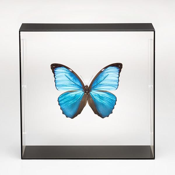 昆虫標本コレクション！ メネラウスモルフォ- 三宝堂オンラインショップ