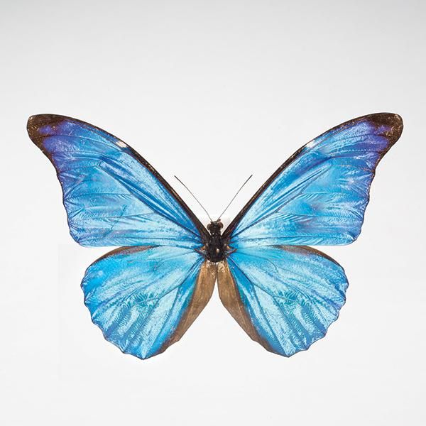 レテノールモルフォ 美麗 青い宝石 蝶 レテノールカキカモルフォ 標本