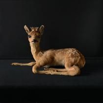 フランスアンティーク剥製、標本、珊瑚、ハンティングトロフィー販売の