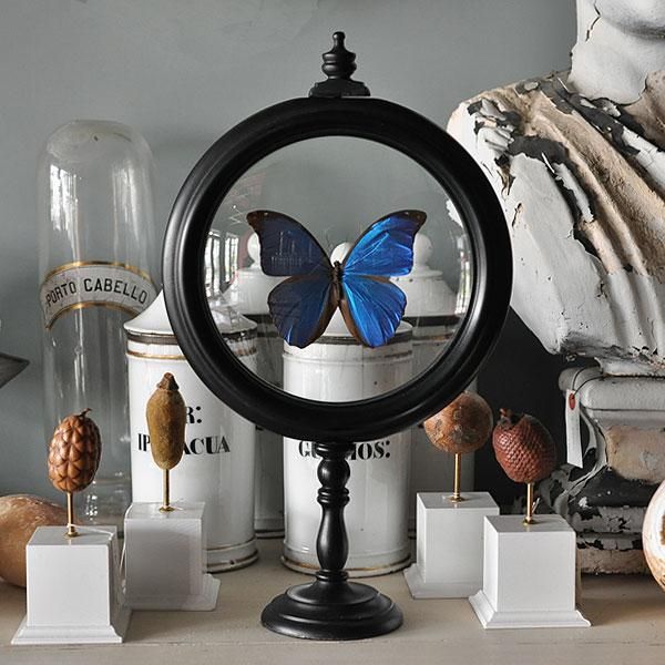 モルフォチョウ標本・3A/フランスアンティーク雑貨・家具のSibora