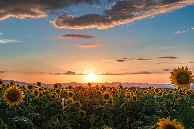 7月14日はひまわりの日】全国のフォトジェニックなひまわり畑14選