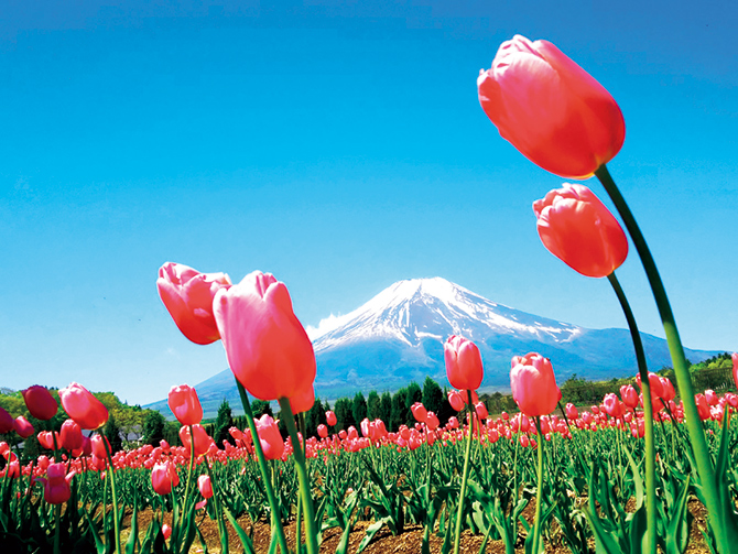 東海近郊】4月5月見頃の花名所11選！芝桜やチューリップ畑など紹介