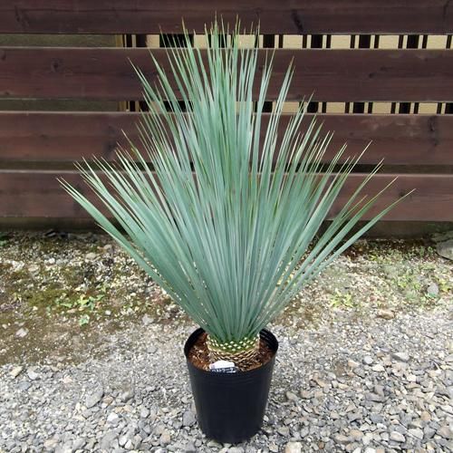 ユッカ・ロストラータ 8号 90cm - 植物と暮らす m-plant