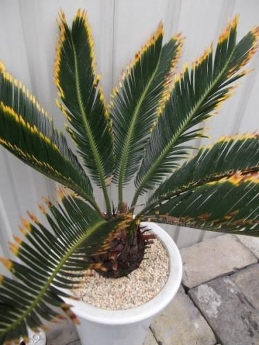 金環ソテツ 7号 - 植物と暮らす m-plant