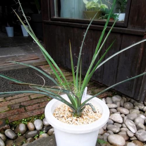 ユッカ・ペリクローサ 6号 - 植物と暮らす m-plant