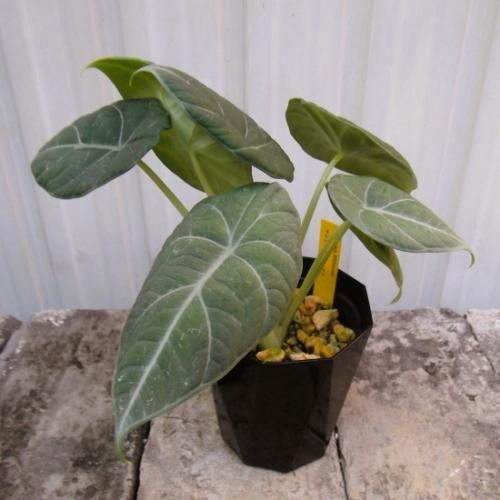 アロカシア・マハラニ 3.5号 - 植物と暮らす m-plant