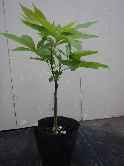 熱帯果樹ホワイトサポテ 接木苗 モルツビー - 植物と雑貨のセレクト