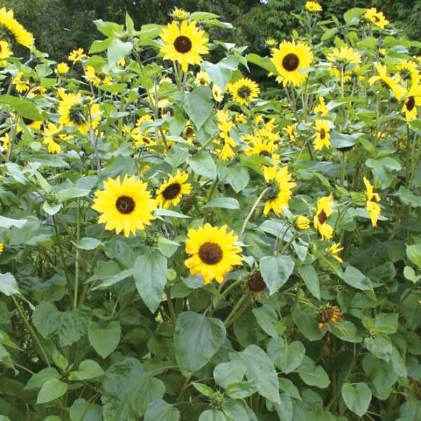ひまわり 中輪の有機種子の販売｜グリーンマーケット