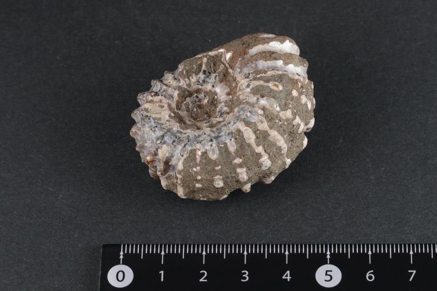 アンモナイト(ドゥビレイセラス)化石 94g｜化石 通販 キラリ石